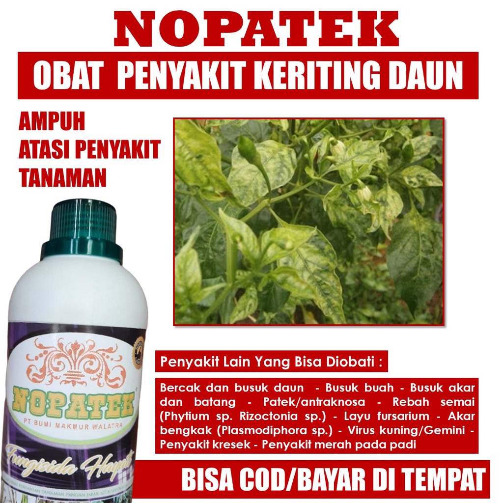 Jual Nopatek Obat Keriting Kuning Cabe Paling Ampuh Obat Keriting