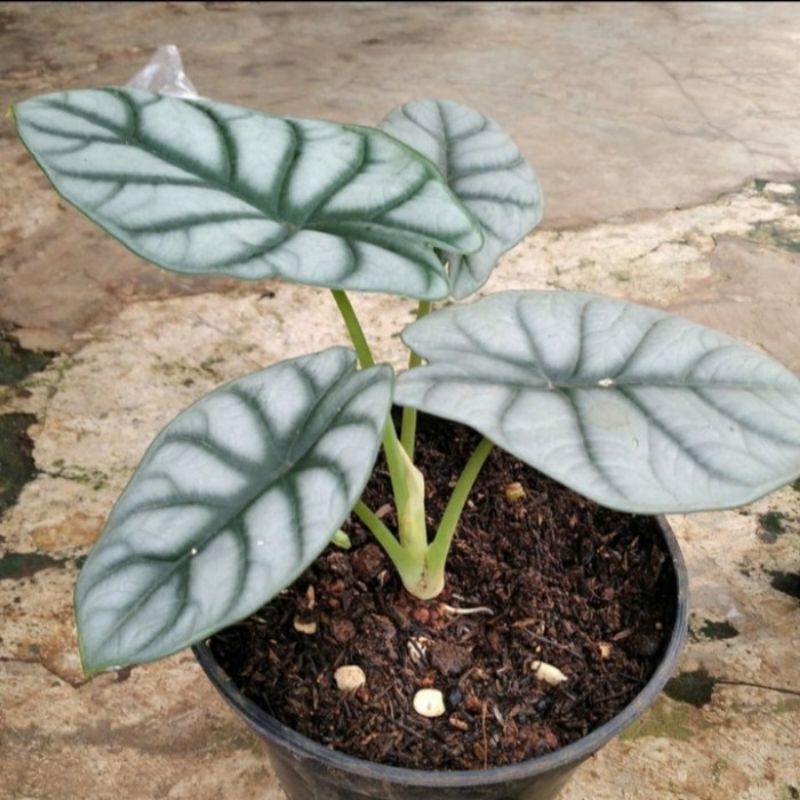 Jual Bonggolan Tanaman Hias Alocasia Dragon Scale Asli Shopee