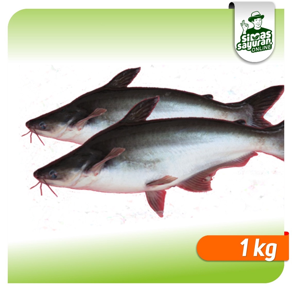 Jual Ikan Patin Bersih Kg Shopee Indonesia