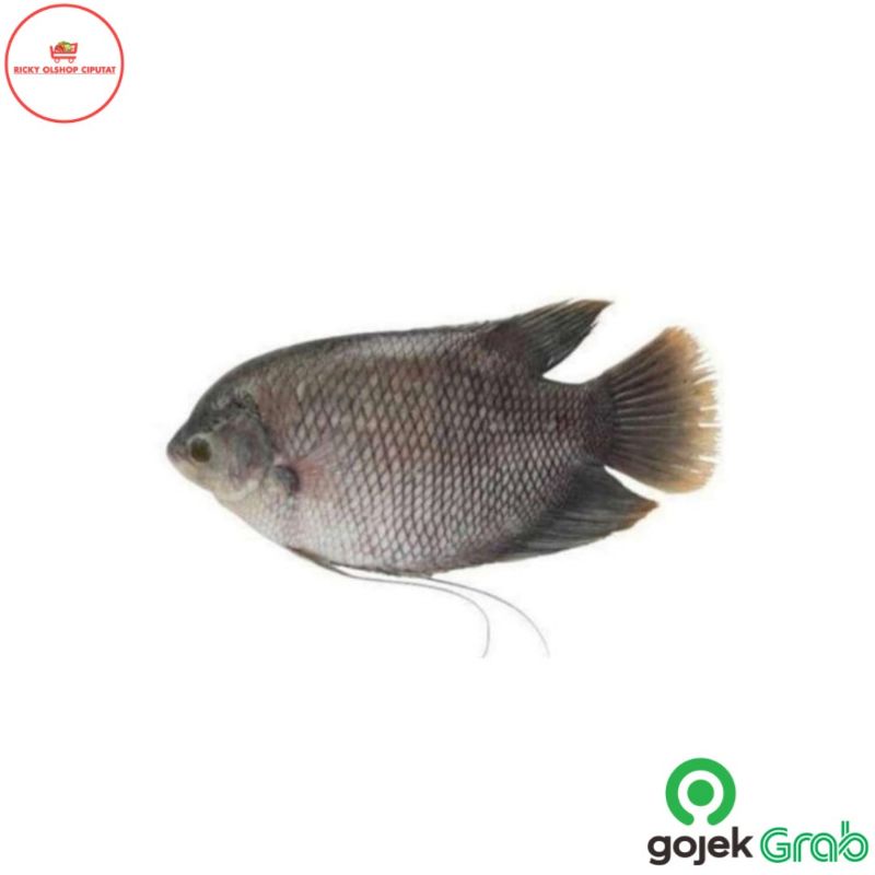 Jual Ikan Gurame Fresh 1 Kilo Shopee Indonesia