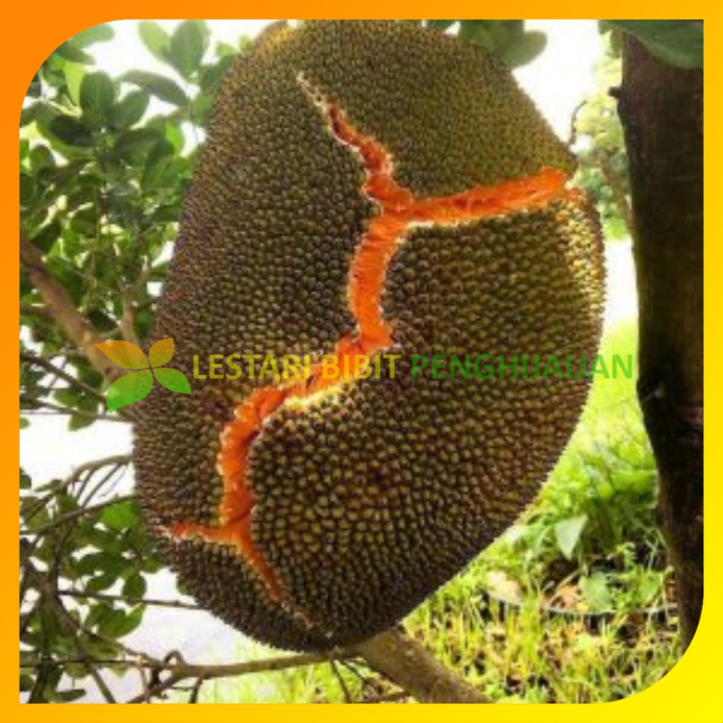 Jual Bibit Nangka Merah Orange Hasil Stek Okulasi Cepat Berbuah