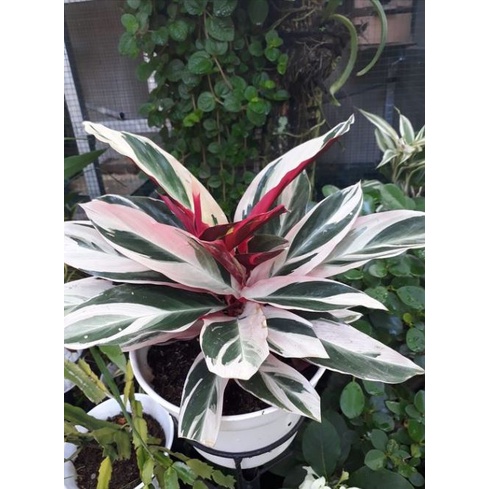 Jual Tanaman Hias Calathea Multicolor Calathea Merah Putih Maranta