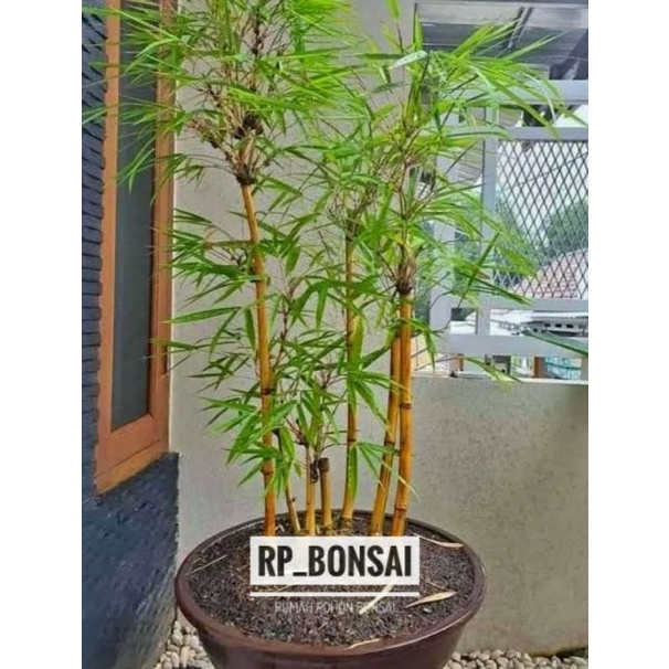 Jual Bahan Bonsai Bambu Kuning Dongkelan Shopee Indonesia