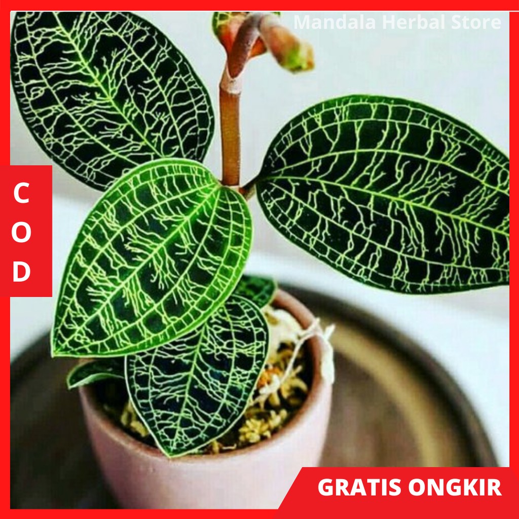 Jual Jewel Orchid Tanaman Hias Anggrek Permata Jewel Orchid Anggrek