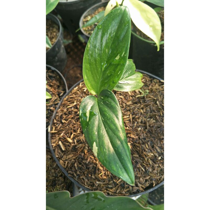 Jual Monstera Standleyana Variegata Putih Tanaman Hias Koleksi