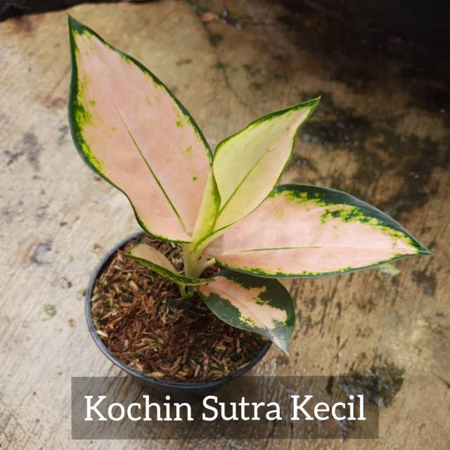 Jual Aglonema Kochin Sutra Kecil Tanaman Hias Aglaonema Shopee