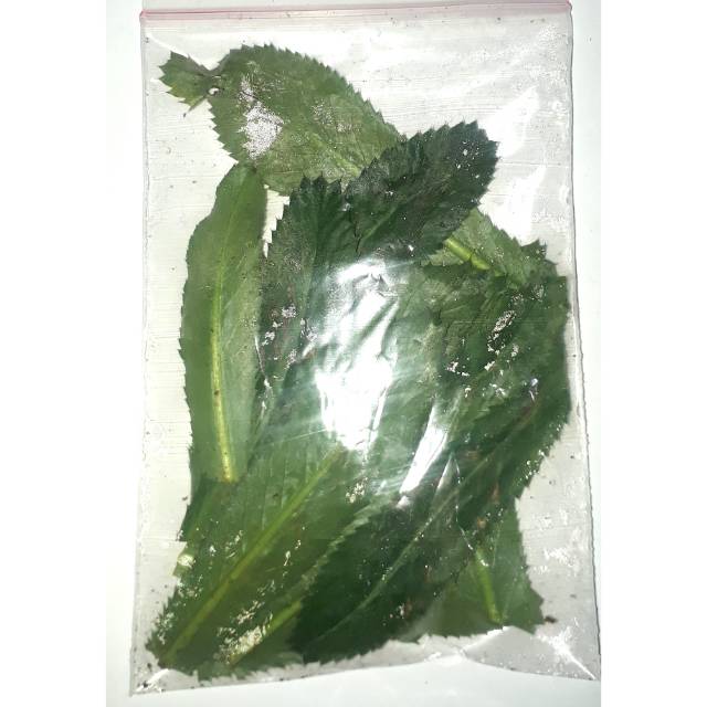 Jual Daun Walang Sangit 100 Gr Shopee Indonesia