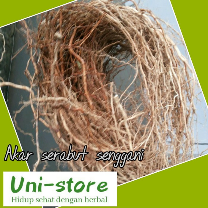 Jual Akar Serabut Senggani Untuk Lilitan Pohon Aquascape Shopee Indonesia