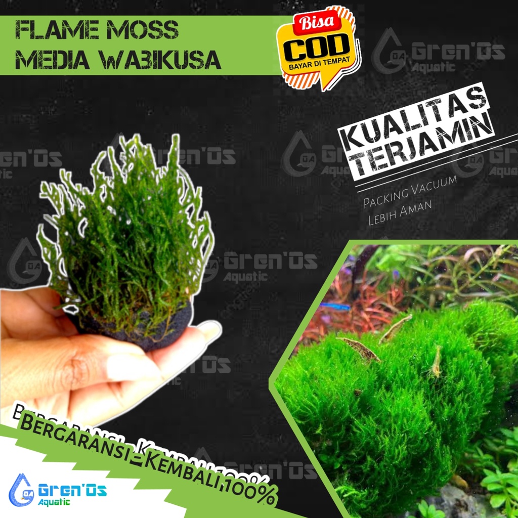 Jual Tanaman Wabikusa Flame Moss Tumbuhan Aquascape Shopee Indonesia