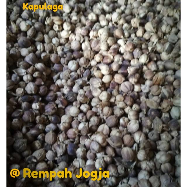 Jual Kapulaga Jawa Kemasan Gram Rempah Herbal Produk