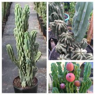 Jual Bibit Stek Kaktus Cereus Peruvianus Monstrosus Cm Tanaman