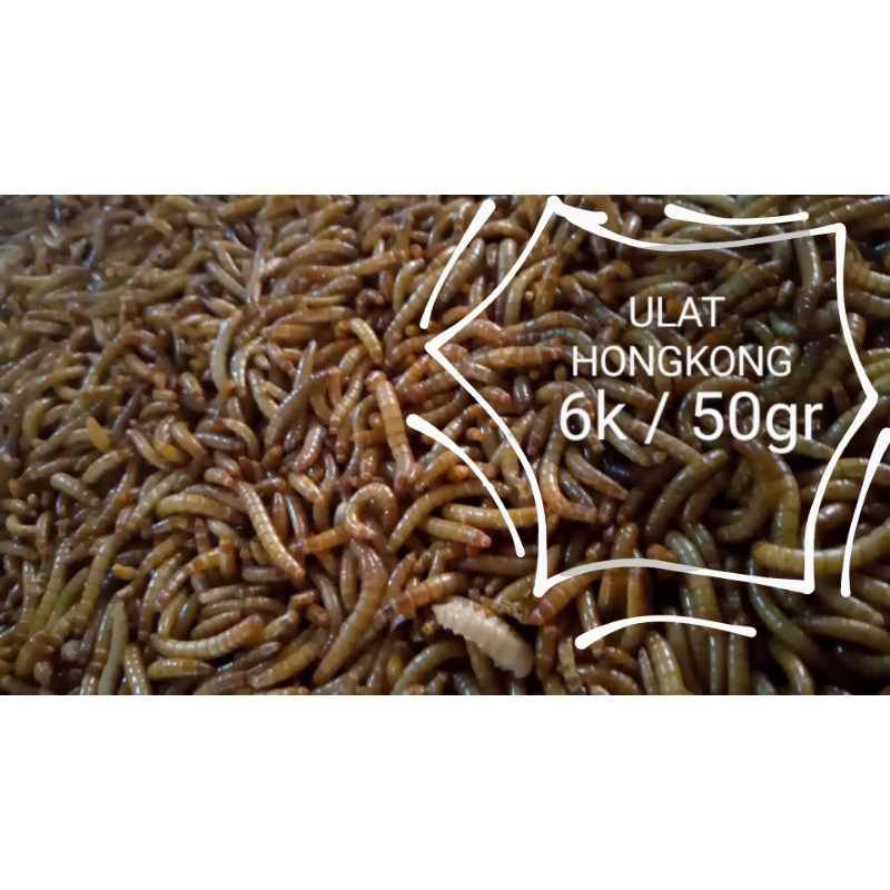 Jual Pakan Ikan Ulat Hongkong Gram Shopee Indonesia