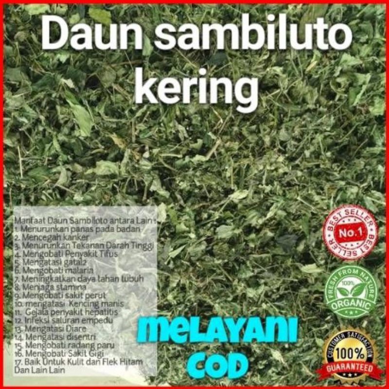 Jual DAUN SAMBILOTO KERING 1kg 32000 Shopee Indonesia