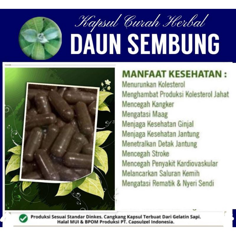 Jual Herbal Daun Sembung 100 Kapsul Kolestrol Jantung Darah Beku