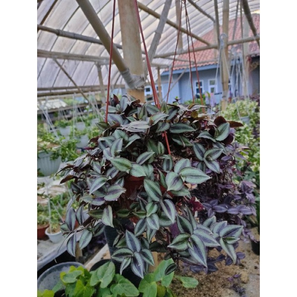 Jual Gewor Silver Tanaman Hias TradesCantia Zebrina Shopee Indonesia