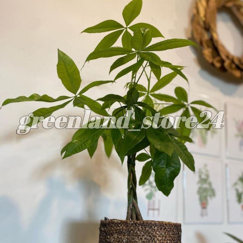 Jual Tanaman Hias Pachira Pachira Kepang Money Tree Pachira