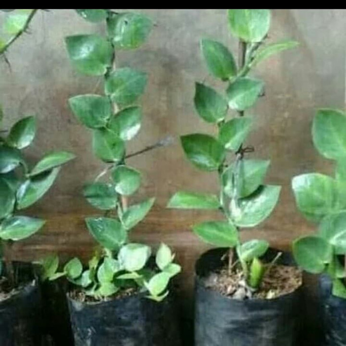 Jual Tanaman Rambat Tanaman Dolar Daun Besar Pohon Dolar Shopee