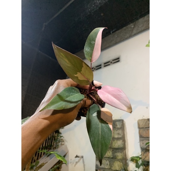 Jual Aureaaroid Tanaman Hias Philodendron Pink Princess Shopee Indonesia