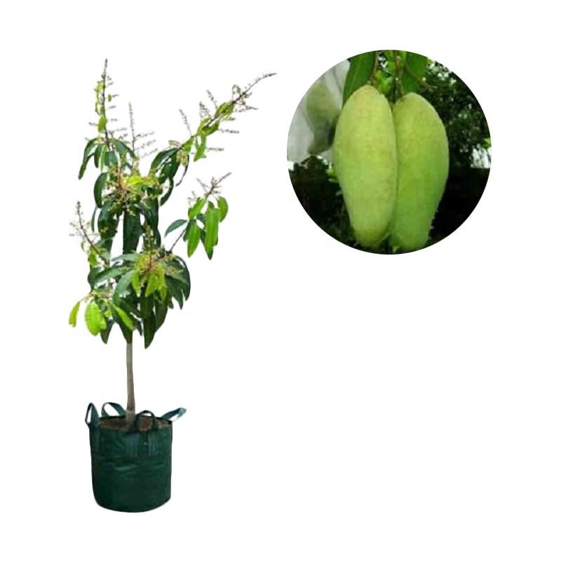 Jual Jual Bibit Tanaman Mangga Golek India Shopee Indonesia