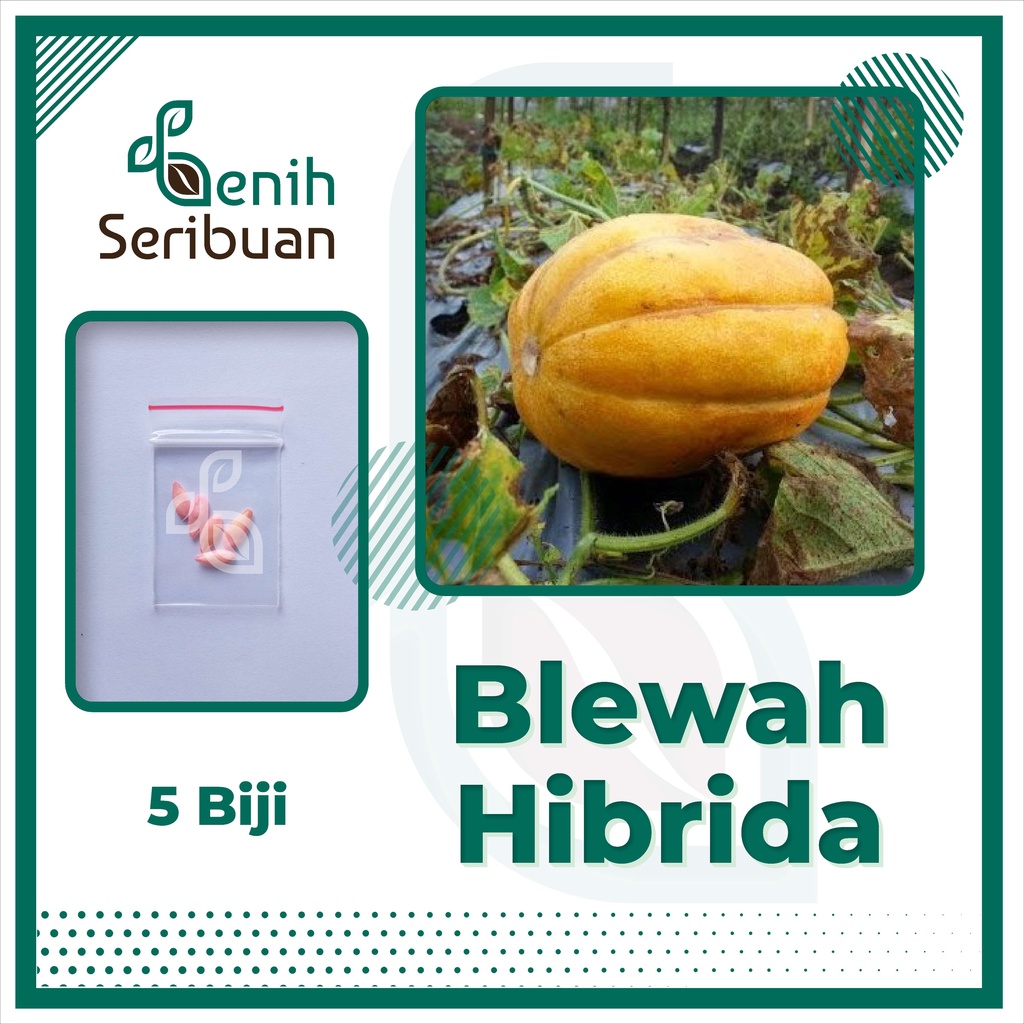 Jual STM Benih Buah Bibit Tanaman Buah F1 Hibrida Unggul Anggur