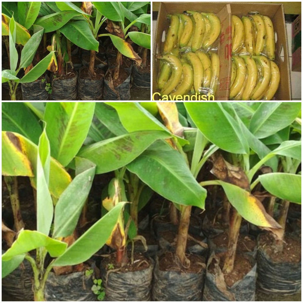 Jual Bibit Tanaman Pisang Super Cavendish Shopee Indonesia