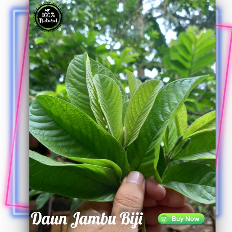 Jual Daun Jambu Biji Petikan Langsung Dari Pohon Shopee Indonesia