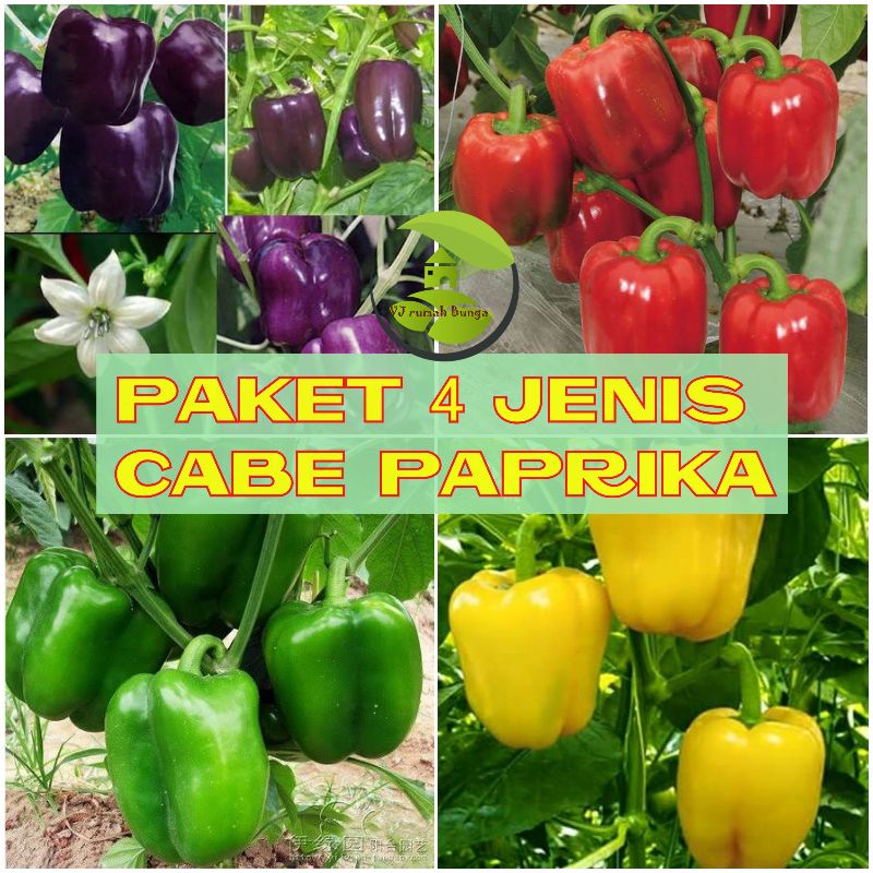 Jual 20biji Paket 4 Jenis Benih Cabai Paprika Cabe Paprika 4 Warna