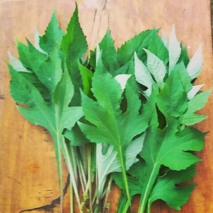 Jual Daun Insulin Segar 250 Gram Shopee Indonesia