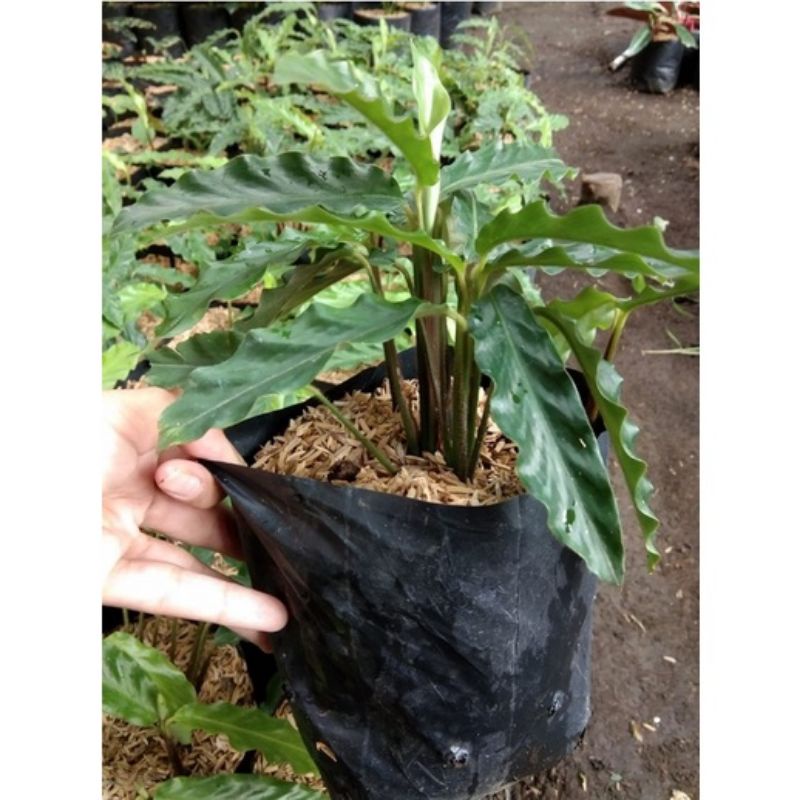 Jual Calathea Merah Putih Tanaman Hias Kalatea Merah Putih Murah