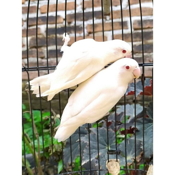 Jual Sepasang Burung Lovebird Albino Mata Merah Shopee Indonesia