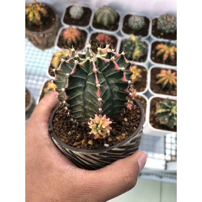 Jual Indukan Kaktus Milo Starfire Gymnocalycium Mihanovichii Gymno Miha