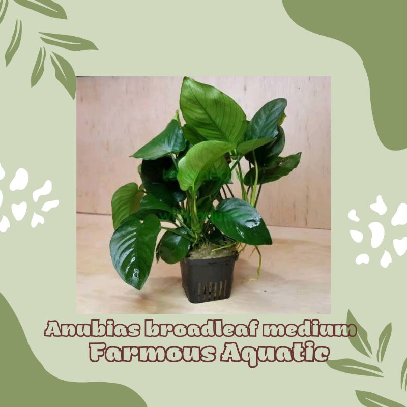 Jual Anubias Broadleaf Medium Tanaman Aquascape Tanpa Co2 Shopee