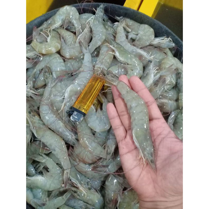 Jual Udang Vaname Segar Harian Size Kg Shopee Indonesia