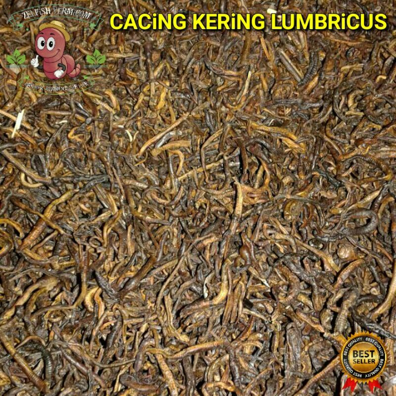 Jual Cacing Kering Lumbricus Tiger Anc Untuk Obat Tipes Dll Shopee