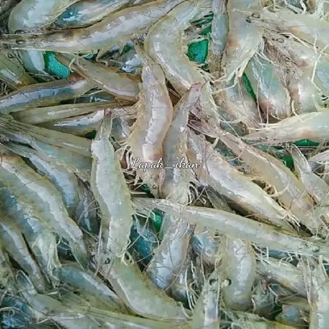 Jual Udang Vaname Segar 1 Kilogram Shopee Indonesia