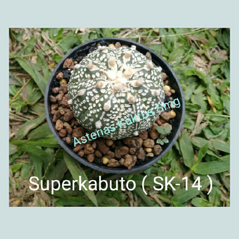 Jual Biji Kaktus Astro Astrophytum Superkabuto SK 14 Shopee Indonesia