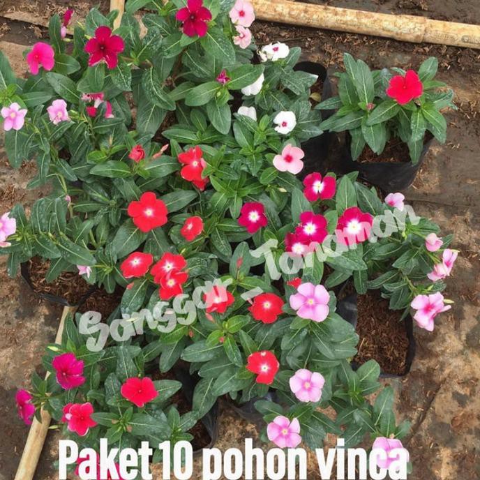 Jual Tanaman Hias Vinca Paket Tanaman Hias Vinca Tanaman Vinca