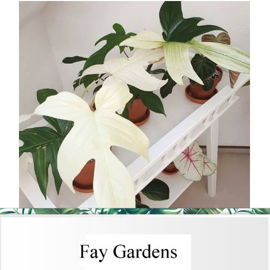 Jual Jual Tanaman Hias Philodendron Florida Ghost Shopee Indonesia