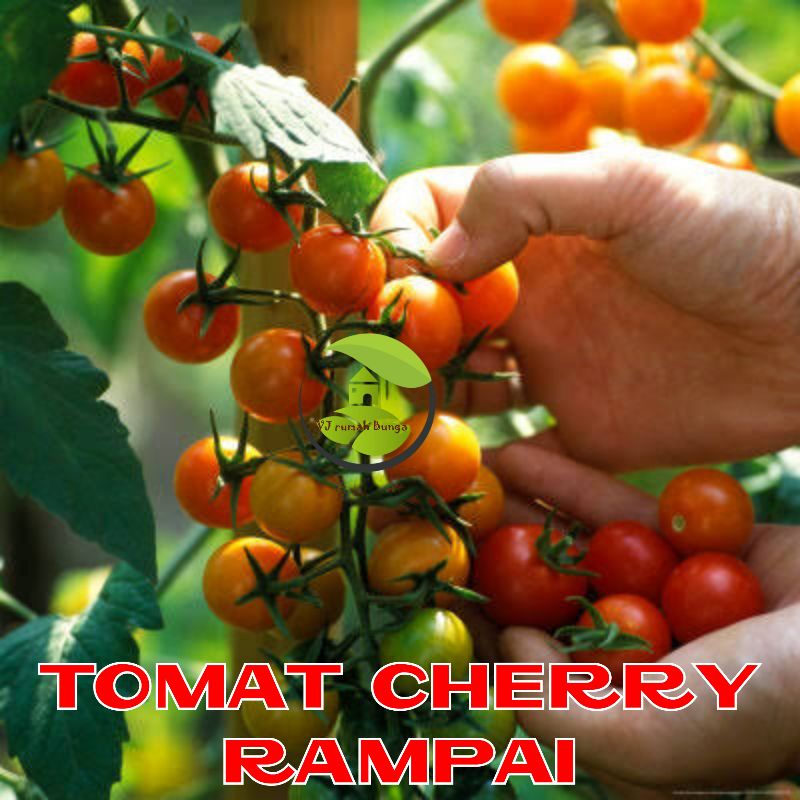 Jual Benih Tomat Cherry Merah Manis Cherry Tropical Ruby Cherry Rampai