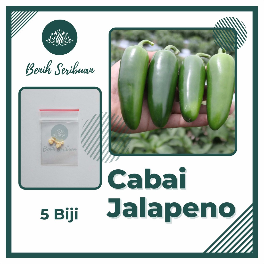 Jual Bibit Cabe Jalapeno Fanatic F Hibrida Benih Sayuran Cabai