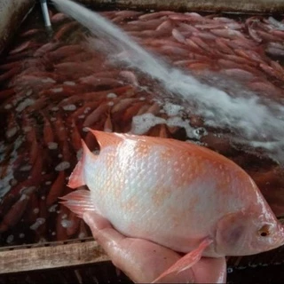 Jual Ikan Nila Per Kg Terlengkap Harga Terbaru Desember 2024 Shopee