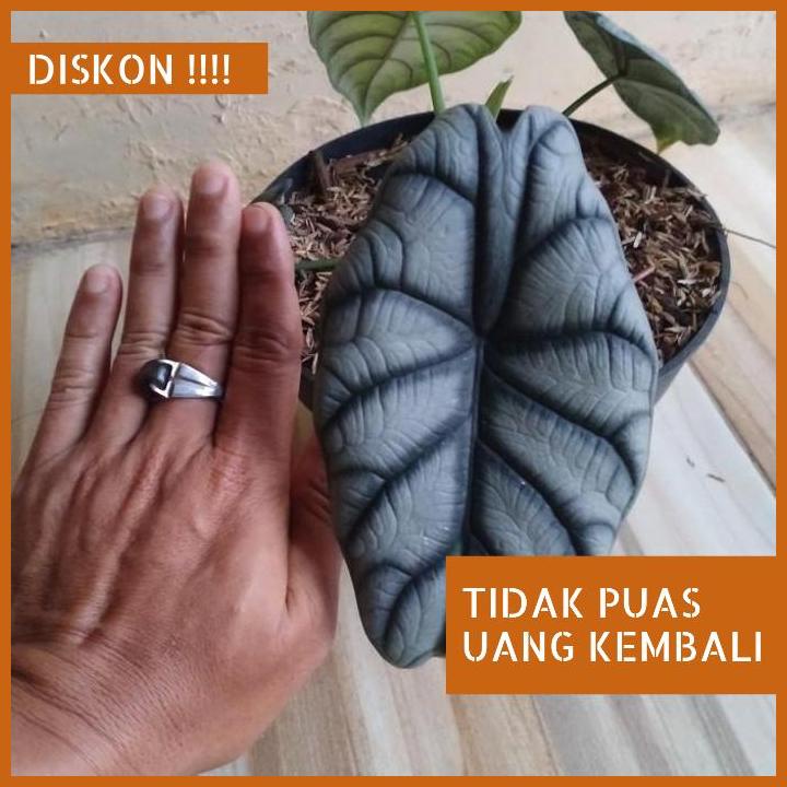 Jual Tanaman Alocasia Silver Dragon Pohon Keladi Tengkorak Silver