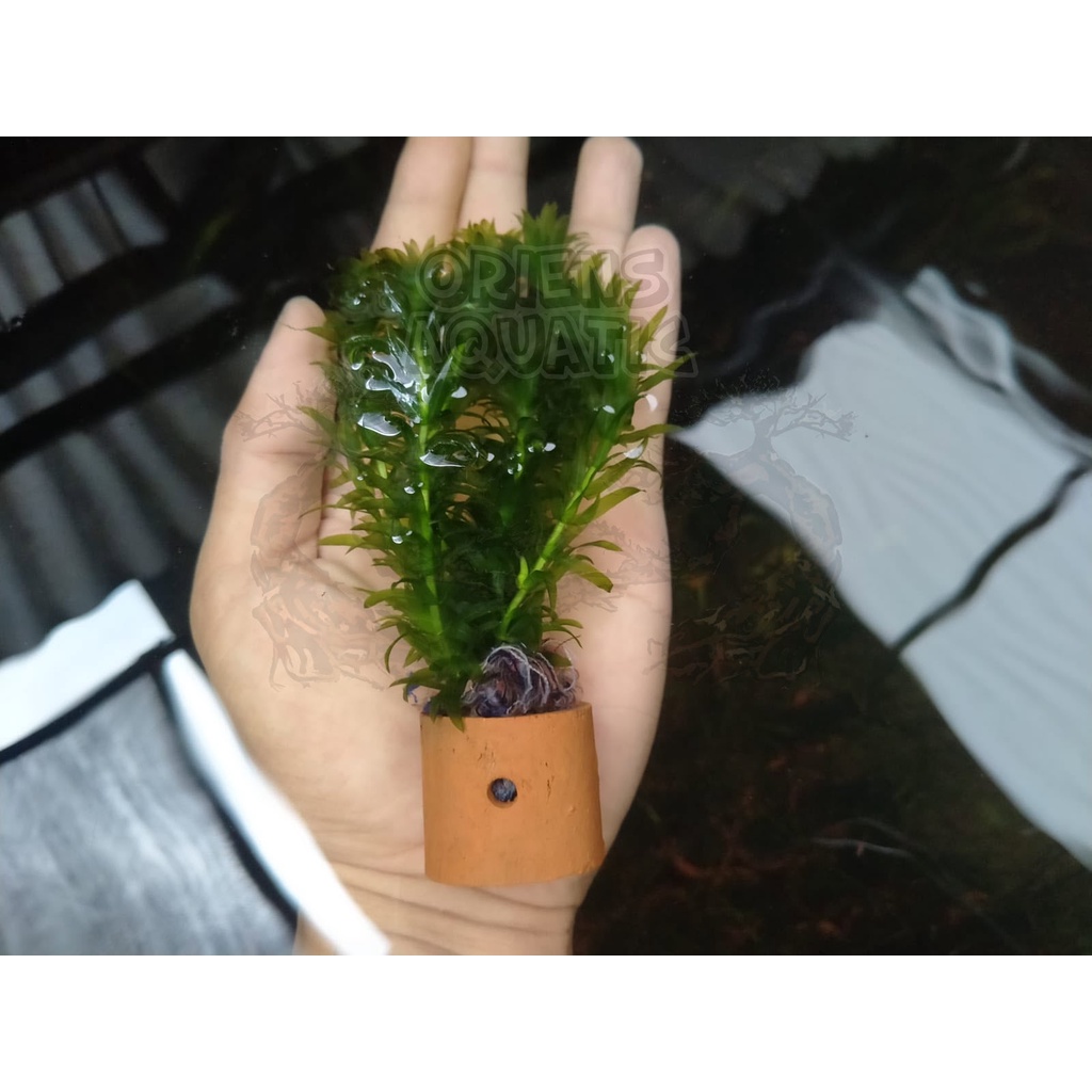 Jual Tanaman Aquascape Ganggang Air Jenis Hydrilla Shopee Indonesia