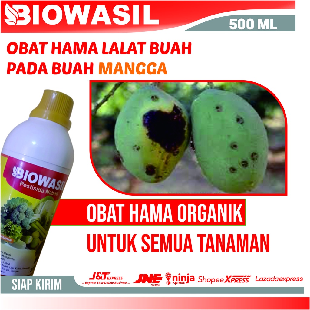 Jual Obat Hama Lalat Buah Pada Mangga BIOWASIL 500 ML Pestisida Nabati