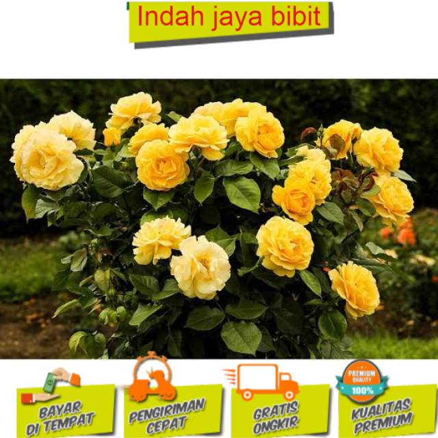 Jual Bibit Bunga Mawar Kuning Super BISACOD Shopee Indonesia