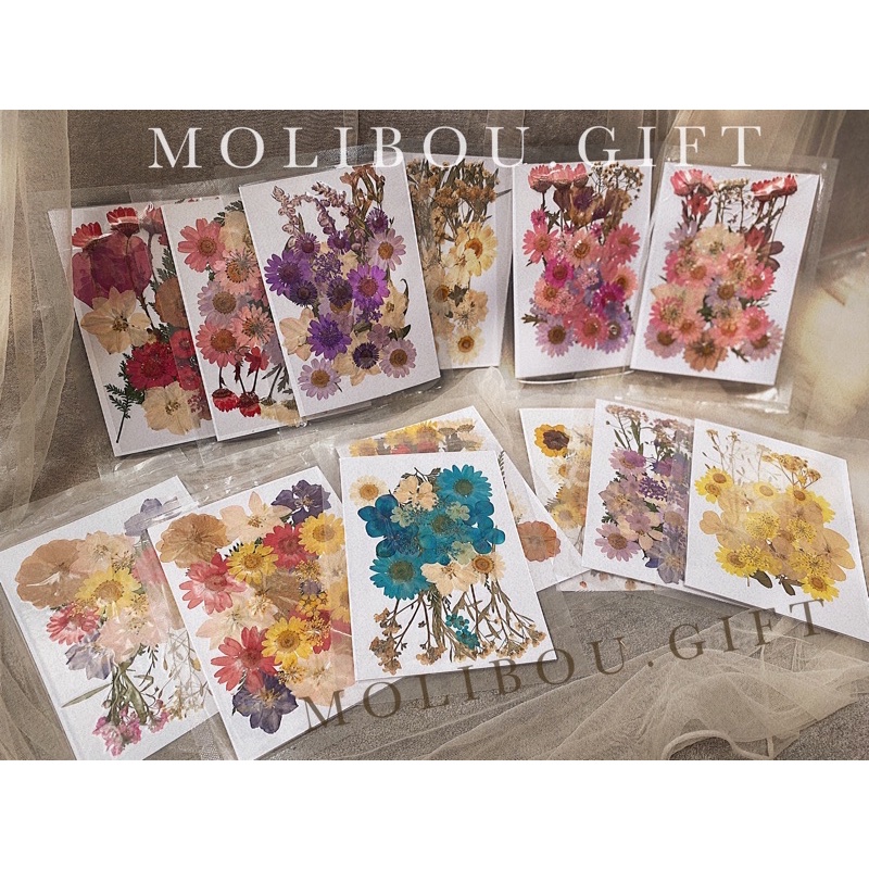 Jual Bunga Kering Pressed Flower Mixed Natural Dried Flowers Untuk Diy