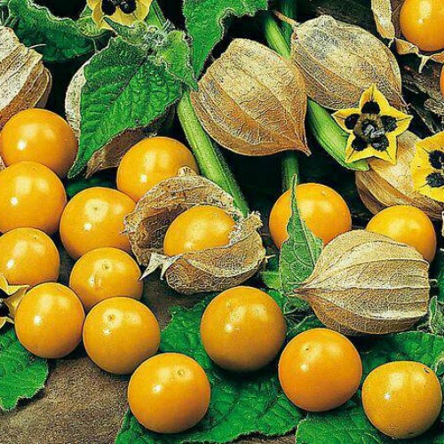 Jual Seed Center Bibit Benih Buah Ciplukan Kuning Seeds Shopee