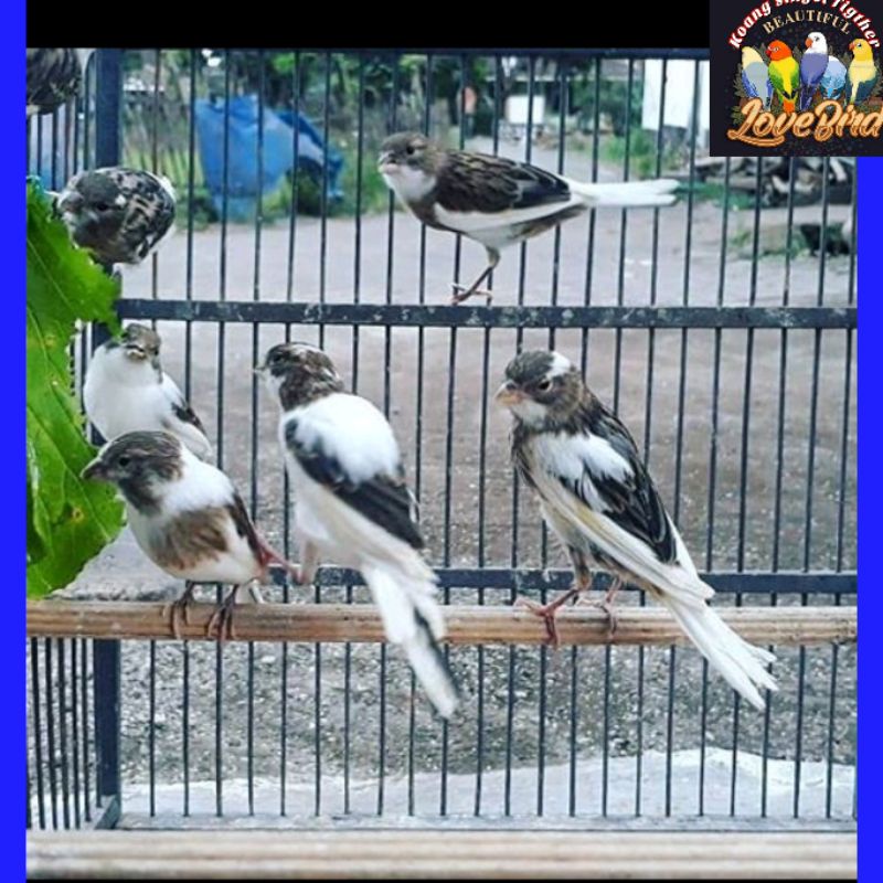 Jual Burung Kenari Panda Bahan Jantan Loper Putih Pilihan Shopee