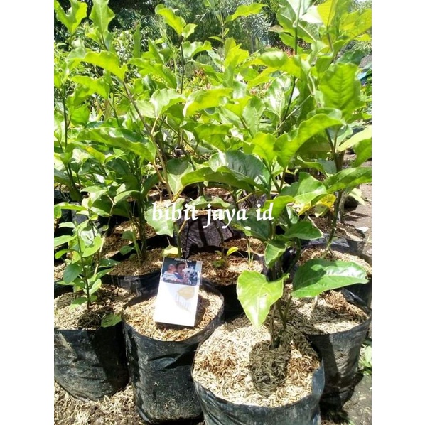 Jual Bibit Tanaman Buah Markisa Ungu Unggul Shopee Indonesia