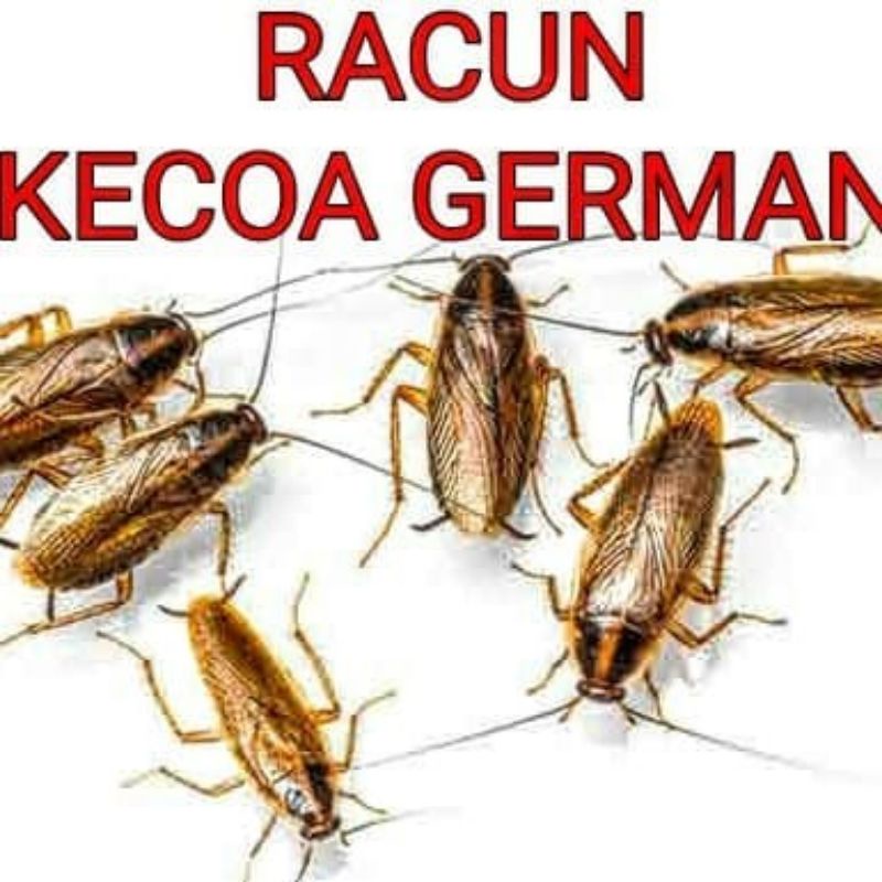 Jual Obat Anti Racun Kecoa Jerman Pembasmi Kecoa Dijamin Mati Shopee